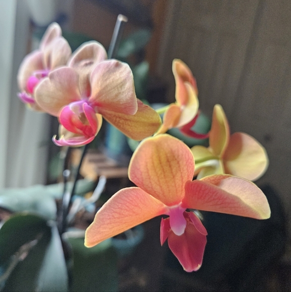 Meet your Posher, Marta - Picture 3 of 4